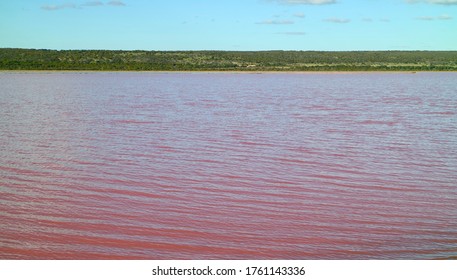 Pink Lake In Gregory, WA Australia                              