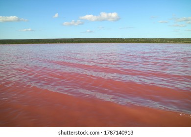 Pink Lake In Gregory, WA Australia	