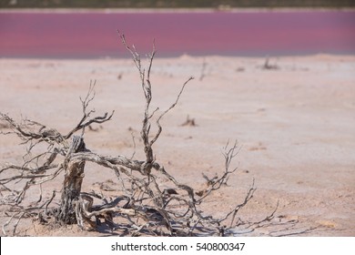 Pink Lake In Western Australia