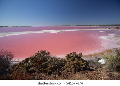 Pink Lake In Western Australia