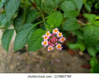 Pink Lantana Flowers In The Morning 