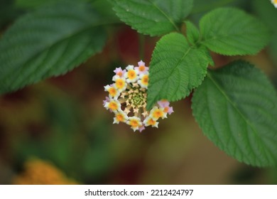 Pink Lantana Flowers In The Yard.