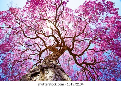 Pink lapacho tree at sun´s back light. Transpantaneira road, Pantanal Matogrossense. POCONE. MATO GROSSO, BRAZIL. - Shutterstock ID 151572134