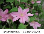 Pink large-flowered Clematis Sally blooms on an exhibition in May 2015