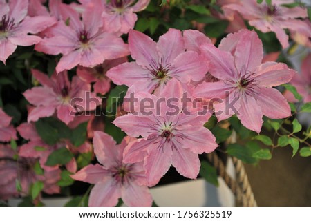 Pink large-flowered Clematis Sarah Elizabeth blooms on an exhibition in May 2019