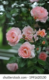 Pink Large-Flowered Climber Rose (Rosa) Sorbet Blooms In A Garden In June