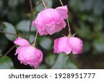 Pink and lavender color Polyantha Rose Louis Bleriot (Lavender Meidiland) flowers in a garden in August 2020. Idea for postcards, greetings, invitations, posters and Birthday decoration, background