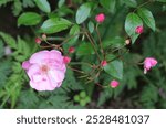 Pink and lavender color Polyantha Rose Louis Bleriot (Lavender Meidiland) flowers in a garden in July 2023