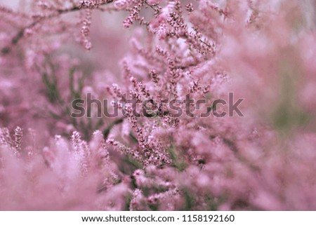 Similar – Spring flowers Environment