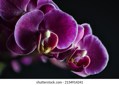 Pink And Lavender Orchid Close Up On A Black Background. Phalaenopsis Itself, According To Maori Legend, Is Of Divine Origin.