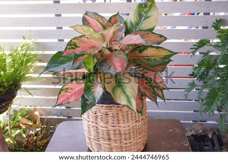 Pink leaf aglaonema plant growing in rattan basket isolated on white background