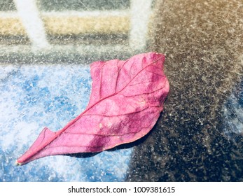 Pink Leave On Shinny Floor