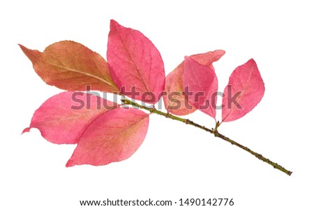 pink leaves of Euonymus shrub on branch in autumn isolated on white background