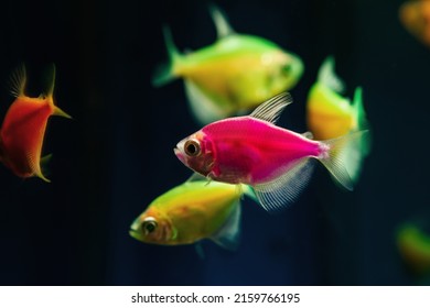 pink and lemon glowing tetra Glofish breed, colorful adults, freshwater characin fish in natural aquarium, free space dark blur background, pet shop, popular ornamental enduring species for beginners
