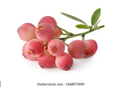 Pink Lemonade Blueberry Branch Isolated On White Background, Close Up View