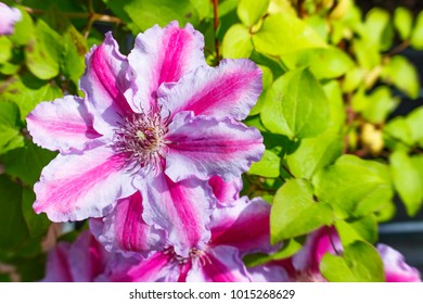 Pink Lila Clematis flower in the garden. Beautiful flowering Clematis bloom varieties Tudor