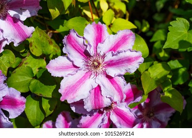 Pink Lila Clematis flower in garden. Beautiful flowering Clematis blossom varieties Tudor