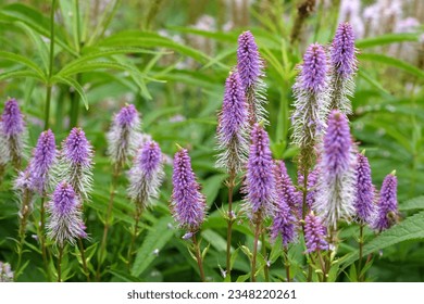 Pink and lilac spiked Veronicastrum virginicum, also known as culverÕs root, 'Fascination' in flower.  - Powered by Shutterstock