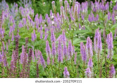 Pink and lilac spiked Veronicastrum virginicum, also known as culverÕs root, 'Fascination' in flower.  - Powered by Shutterstock