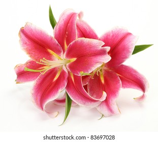 Pink Lilies