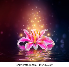 睡蓮 イラスト の写真素材 画像 写真 Shutterstock