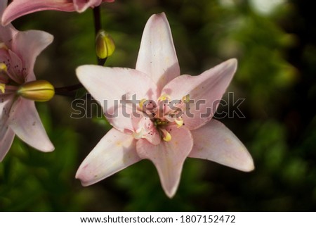 pink lilies in the garden. many colors. beautiful flowers. greenery around