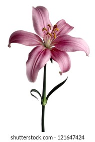 Pink Lilium Regale Isolated