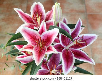 Pink Lillium Stargazer