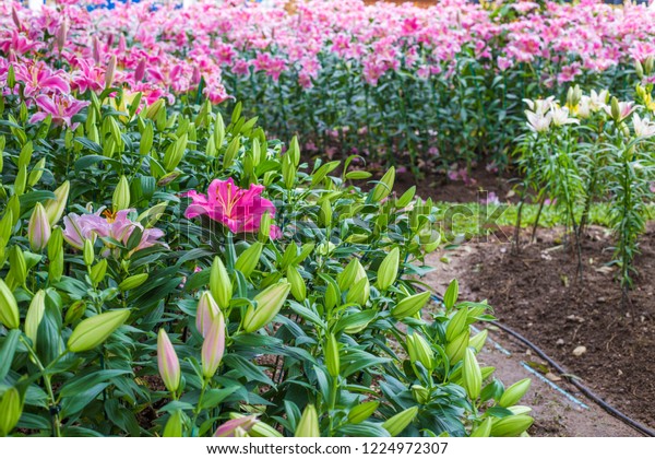 Pink Lilly Botanic Winter Garden Nature Stock Photo Edit Now