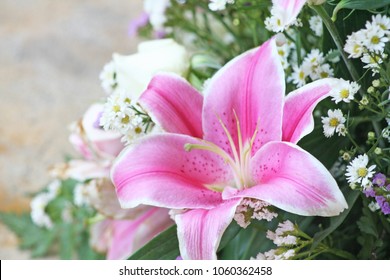 Pink Lilly Flower