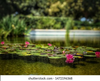 Pink Lillypad flowers in a shallow pond with Lillypad shadows on the bottom of the pond, beautiful lily pads and flowers, flowers in the sun in a shallow pond.