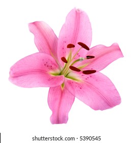 A Pink Lily Flower