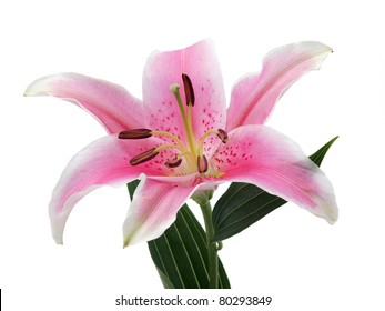 613 Single pink tiger lily flower Images, Stock Photos & Vectors ...