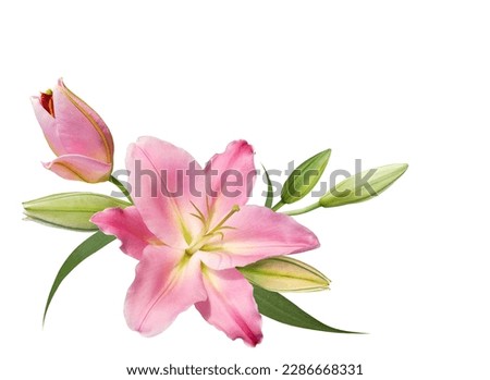 Pink lily flower bouquet isolated on white background for card and decoration