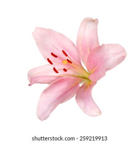 Pink Lily Flower Isolated On White Background