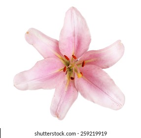 Pink Lily Flower Isolated On White Background