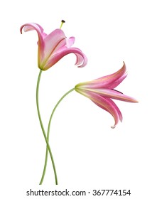 Pink Lily Flower Isolated On A White Background