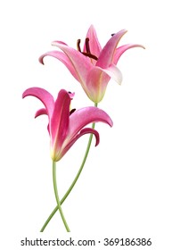 Pink Lily Flower Isolated On A White Background