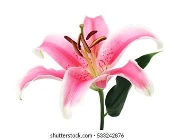 Beautiful Pink Lily Flower Bouquet Isolated Stock Photo (Edit Now ...