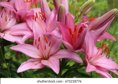 Pink lily flower in the summer garden