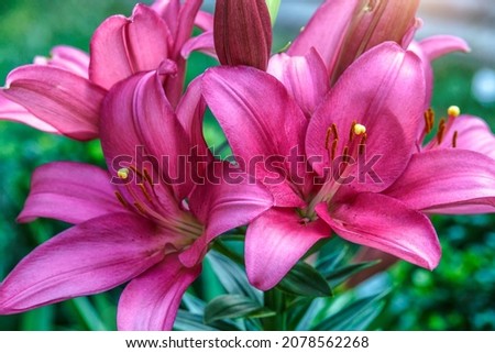 Pink lily flower.Closeup of lily spring flowers. Beautiful lily flower in lily flower garden. Flowers, petals, stamens and pistils of large lilies on a flower bed. 