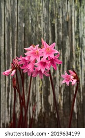 Pink Lily Flowers Blooming In Front Of Weathered Wood Fence