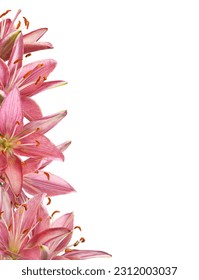 Pink lily flowers in a floral border isolated on white
