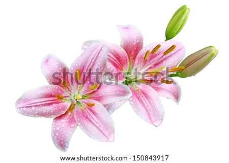 Pink lily flowers with water droplets isolated on white background