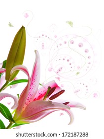 Pink Lily Isolated white 