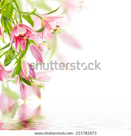 Pink lily isolated on white background with reflection in water