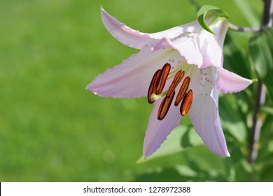 Pink Lily On The Garden, Lilium Orientalis