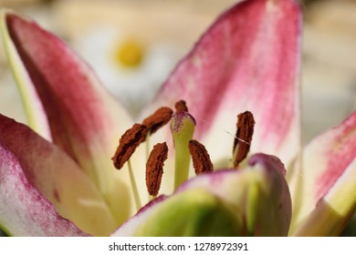 Pink Lily On The Garden, Lilium Orientalis