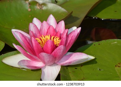 pink lily in the pond