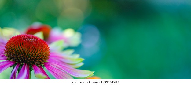 Pink and lime green petals surround a Seed head of a green twister echinacea purpurea on a brilliant green background - Powered by Shutterstock